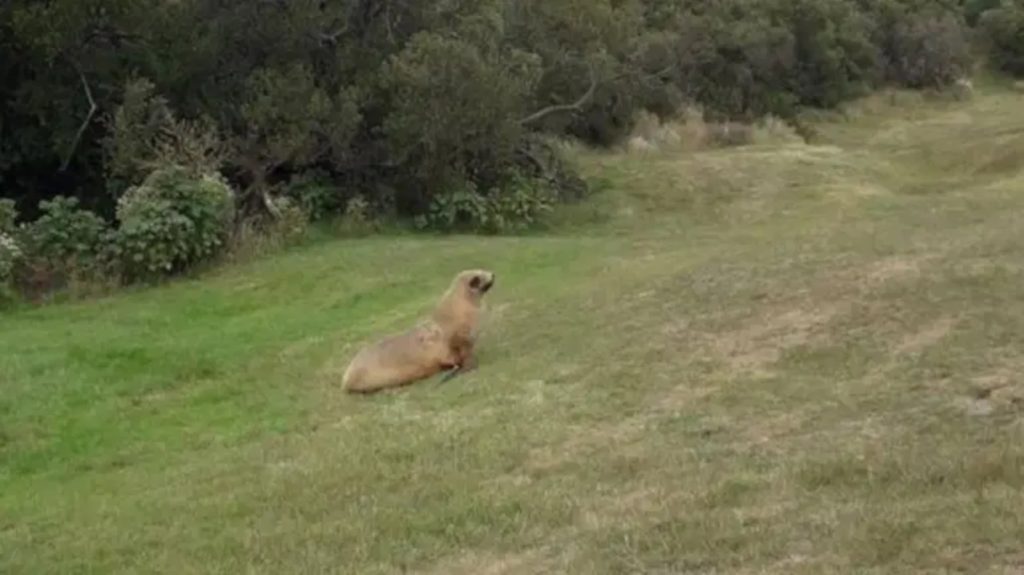 sea lion on golf course